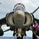 Harrier. Wikimedia Commons